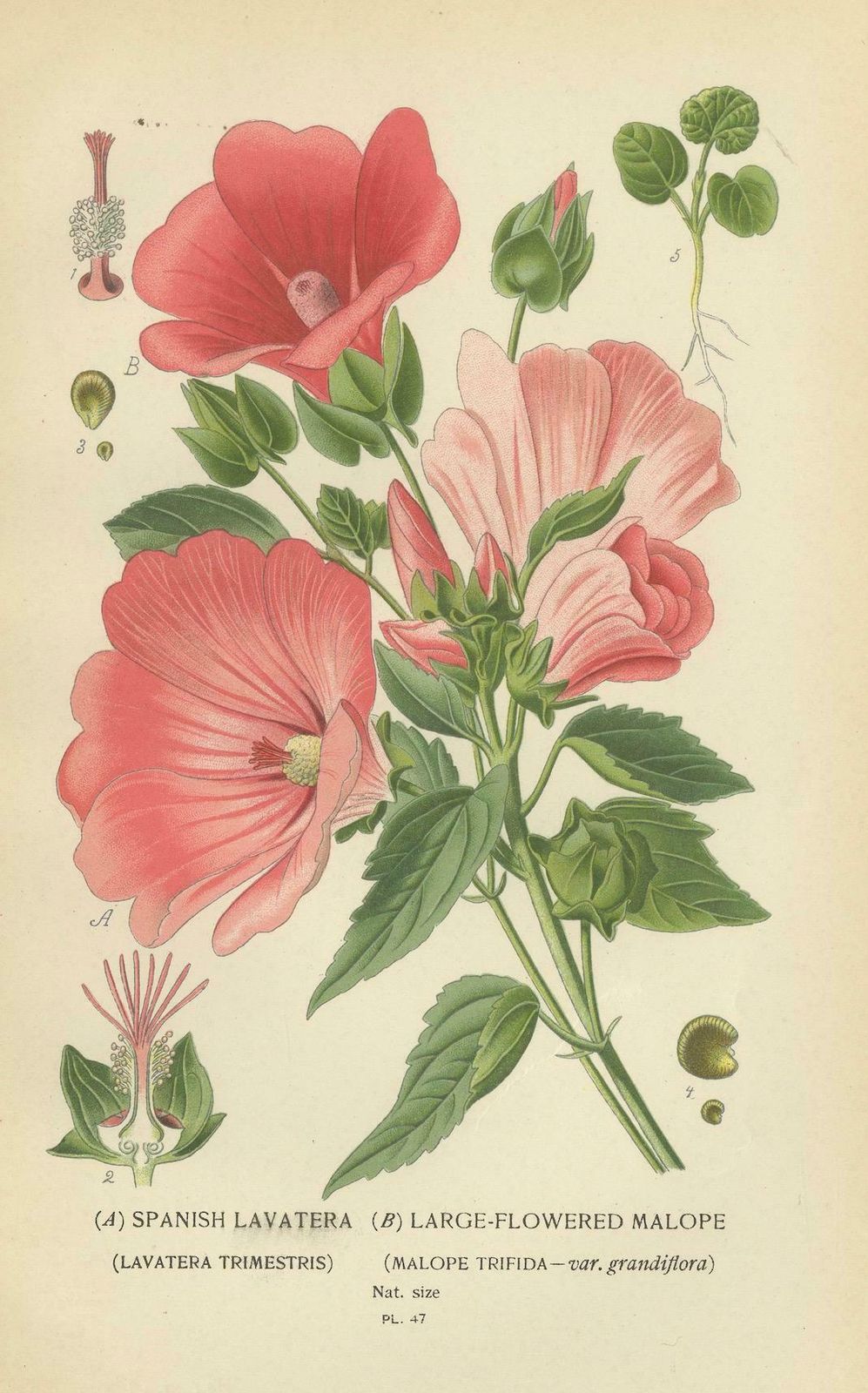 Botanical Elegance: A Triptych Of 19th Century Floral Art, 1896 photo furniture