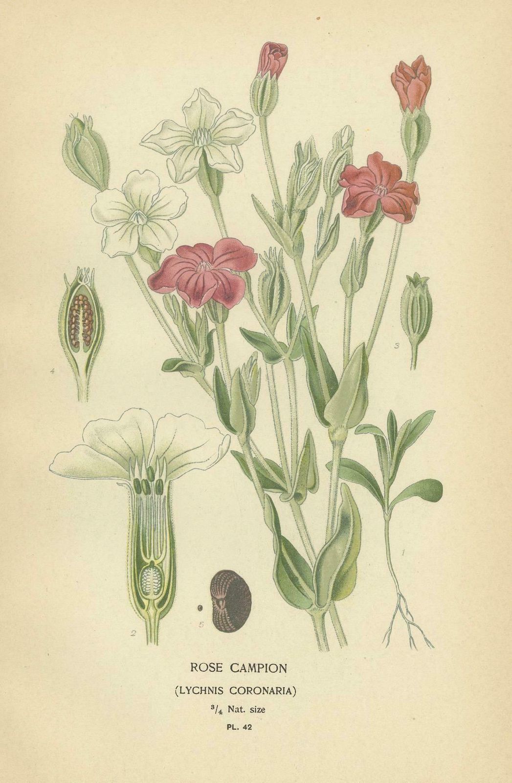 Ephemeral Blossoms: A Chronicle Of 1896 Botanical Elegance photo Art