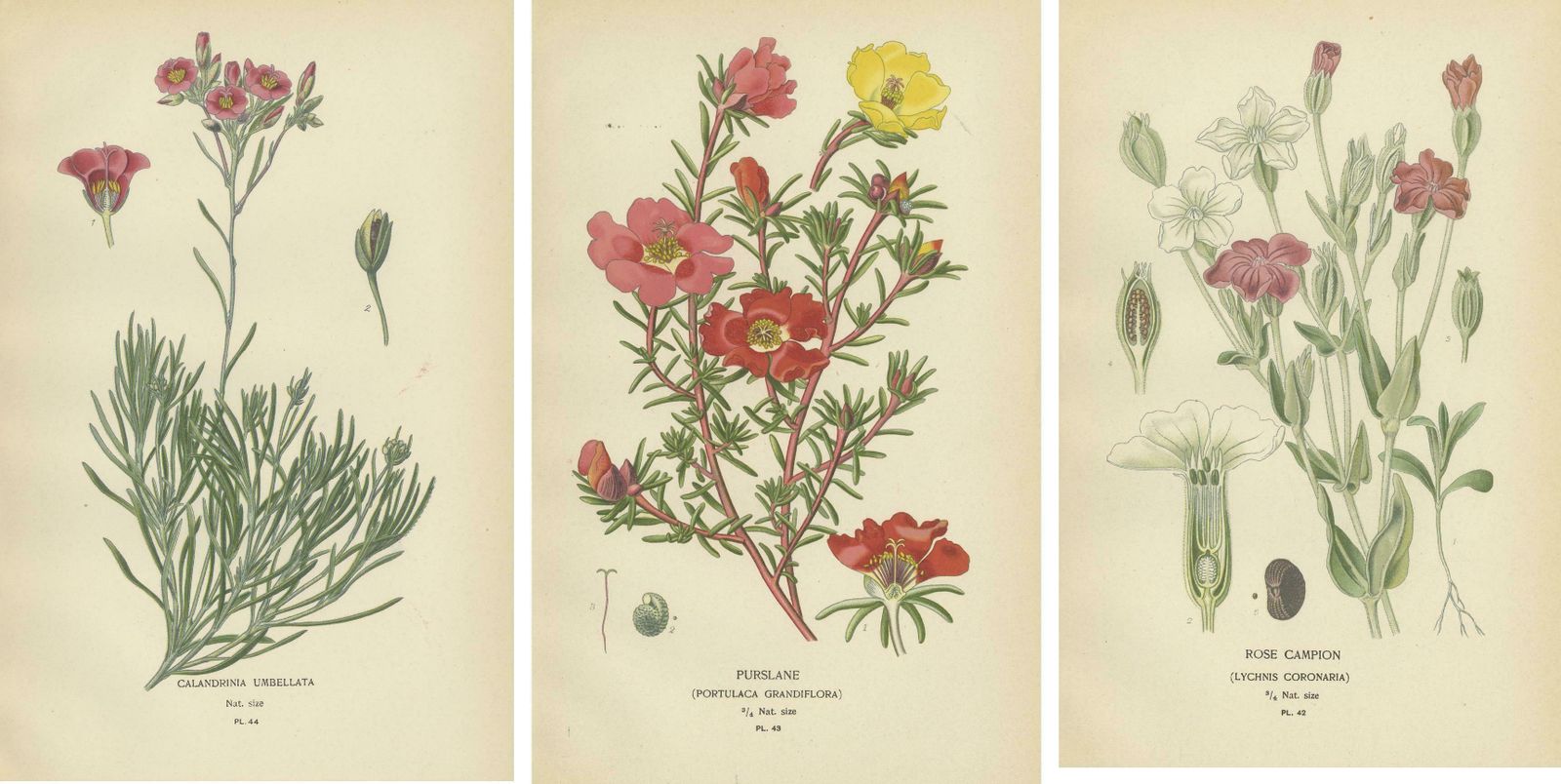 Ephemeral Blossoms: A Chronicle Of 1896 Botanical Elegance photo 372.0