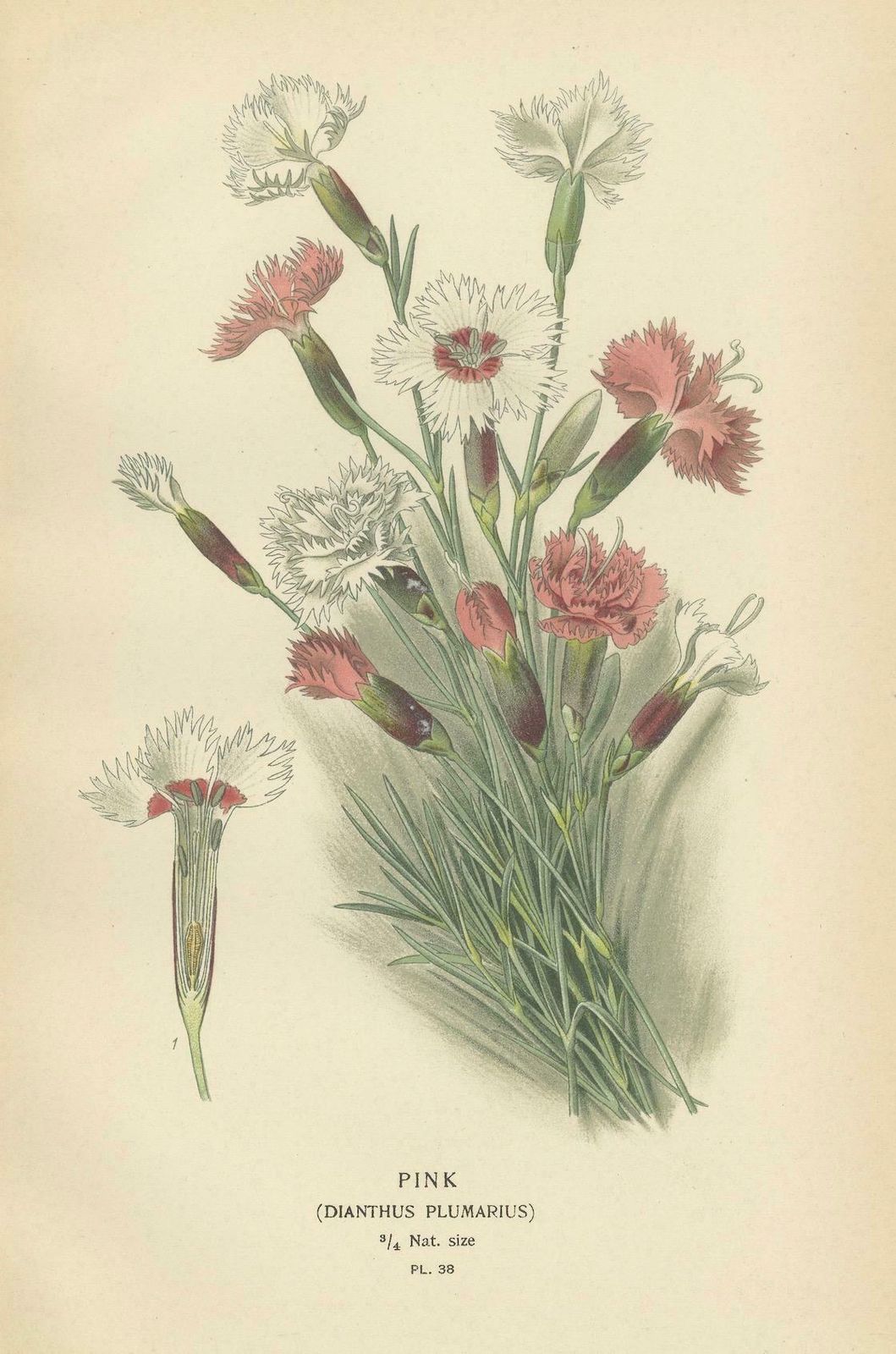 Edwardian Blossoms: A Triptych Of Garden Elegance, 1896 photo furniture
