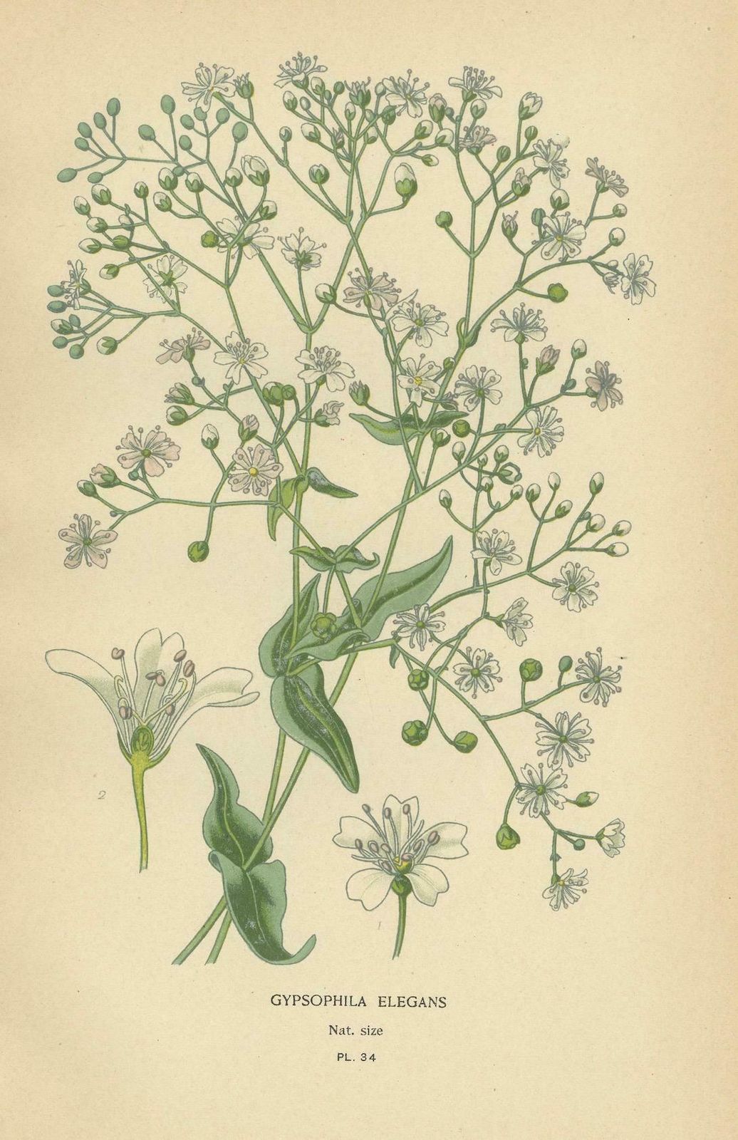 Victorian Vivids: A Floral Collection From Edward Step's Masterworks, 1896 photo for sale