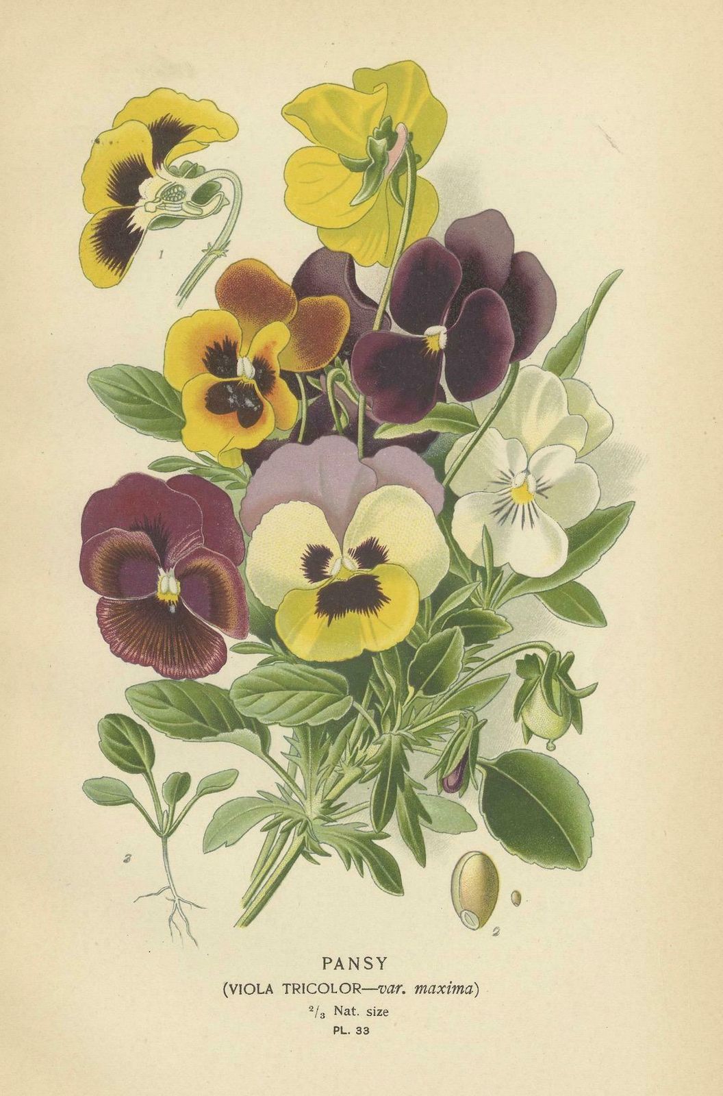 Victorian Vivids: A Floral Collection From Edward Step's Masterworks, 1896 photo Art