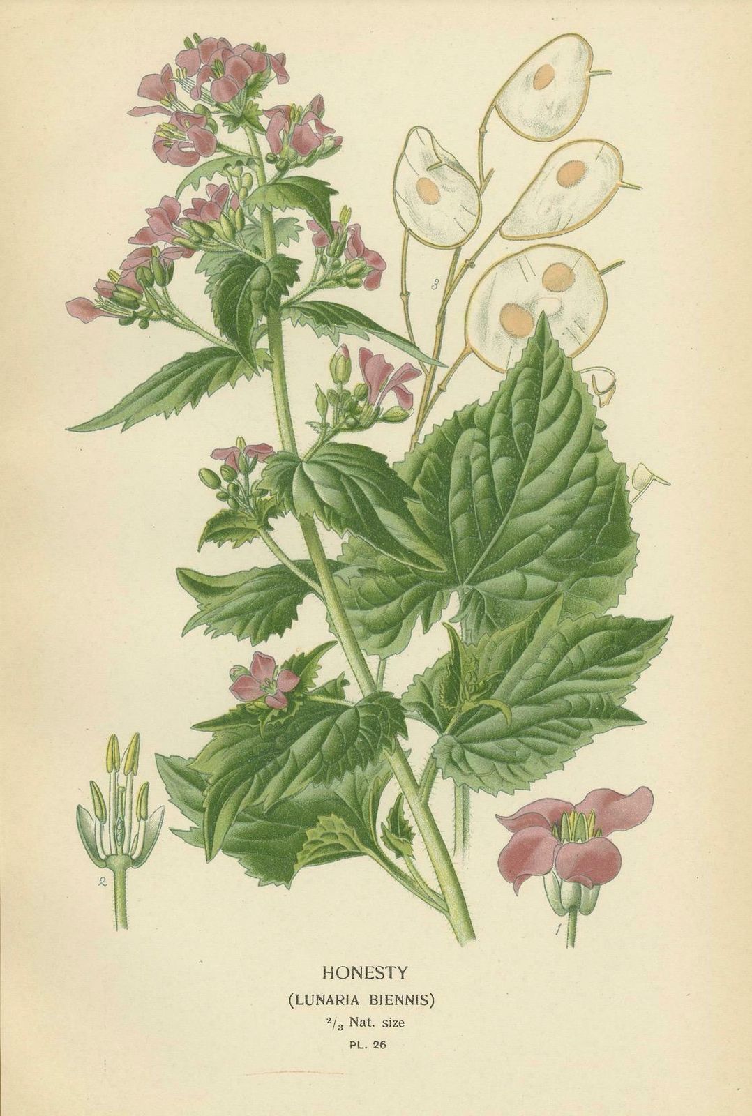 Verdant Vintage: A Triptych From Edward Step's Botanical Compendium, 1896 photo furniture