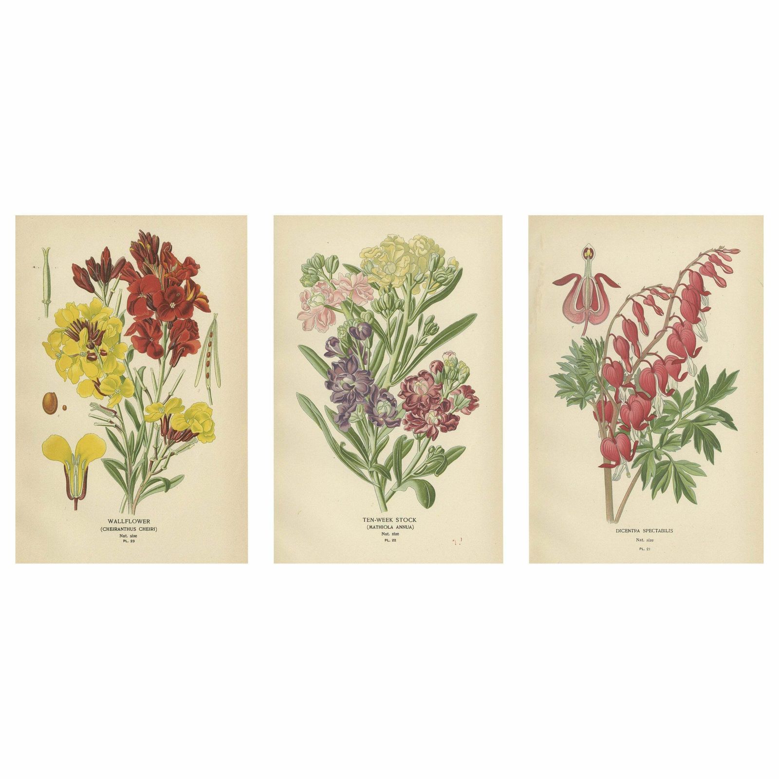 Charming Florals Of The Victorian Era: A Collection Of Antique Prints, 1896