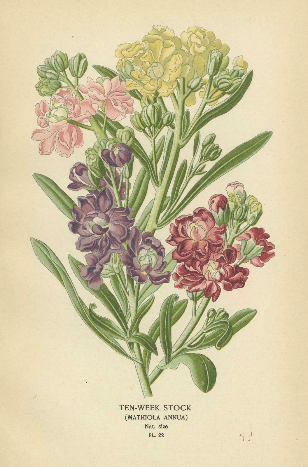 Charming Florals Of The Victorian Era: A Collection Of Antique Prints, 1896 photo for sale