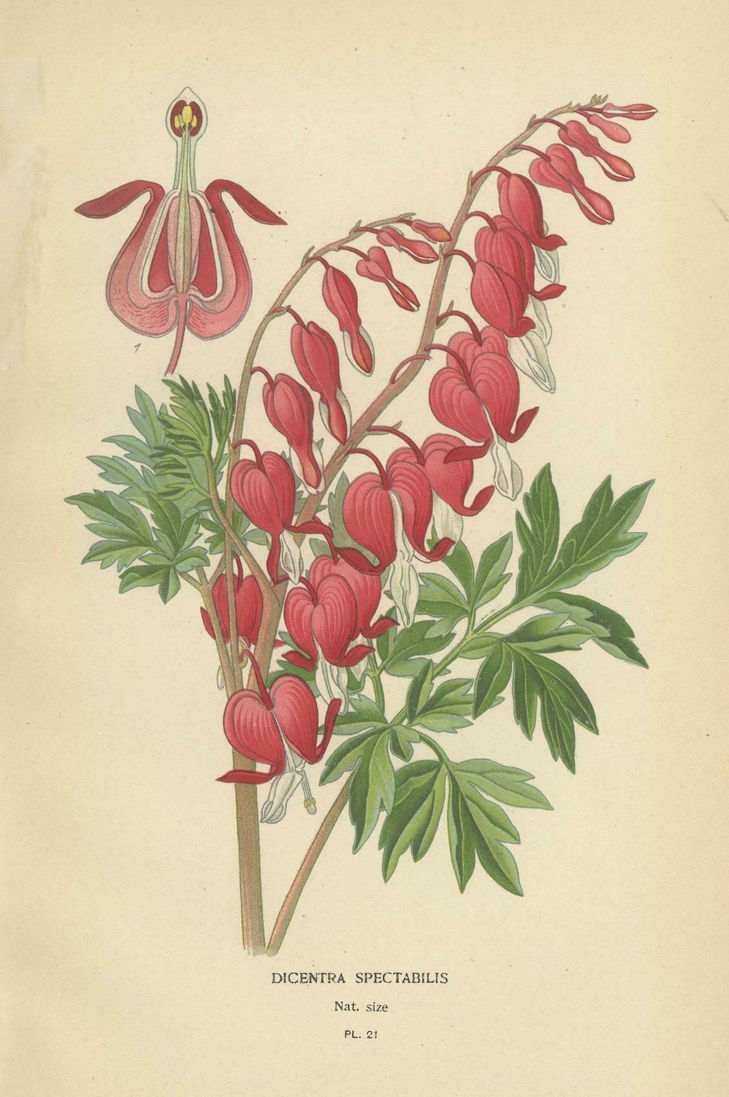 Charming Florals Of The Victorian Era: A Collection Of Antique Prints, 1896 photo Art
