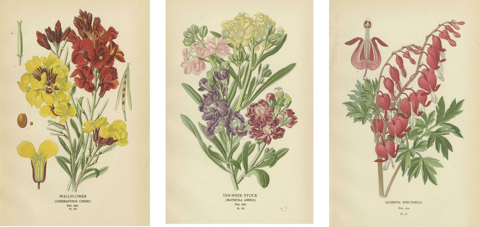 Charming Florals Of The Victorian Era: A Collection Of Antique Prints, 1896 photo 372.0