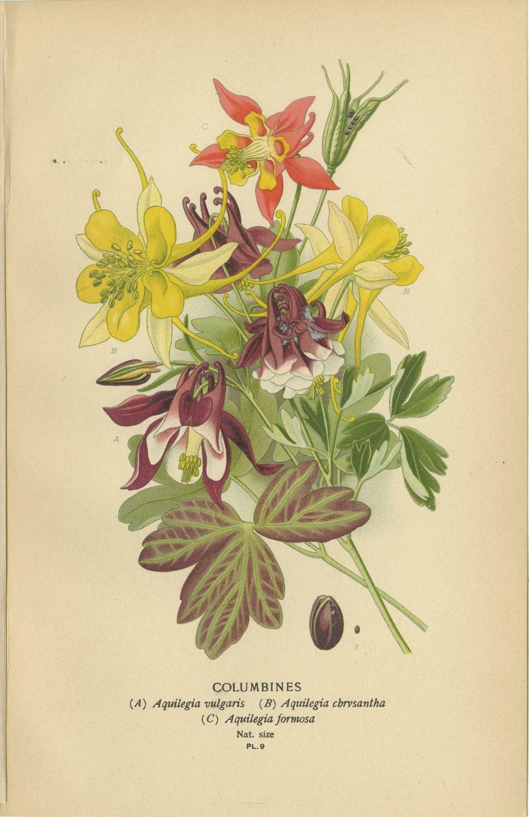 Botanical Elegance: A Triptych Of Garden And Greenhouse Splendors, 1896 photo furniture