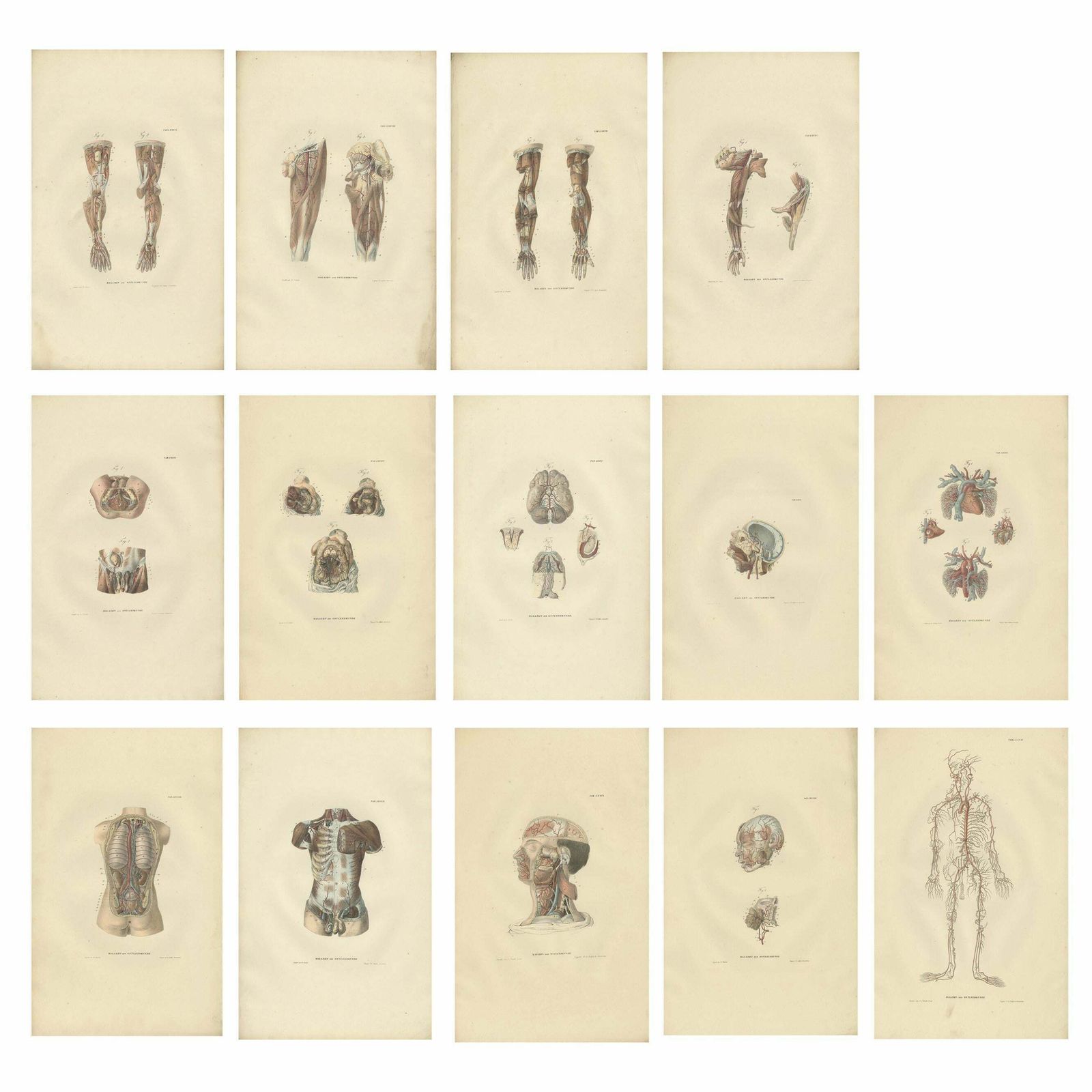 Set Of 14 Antique Anatomy Prints Of Angiology '1839'