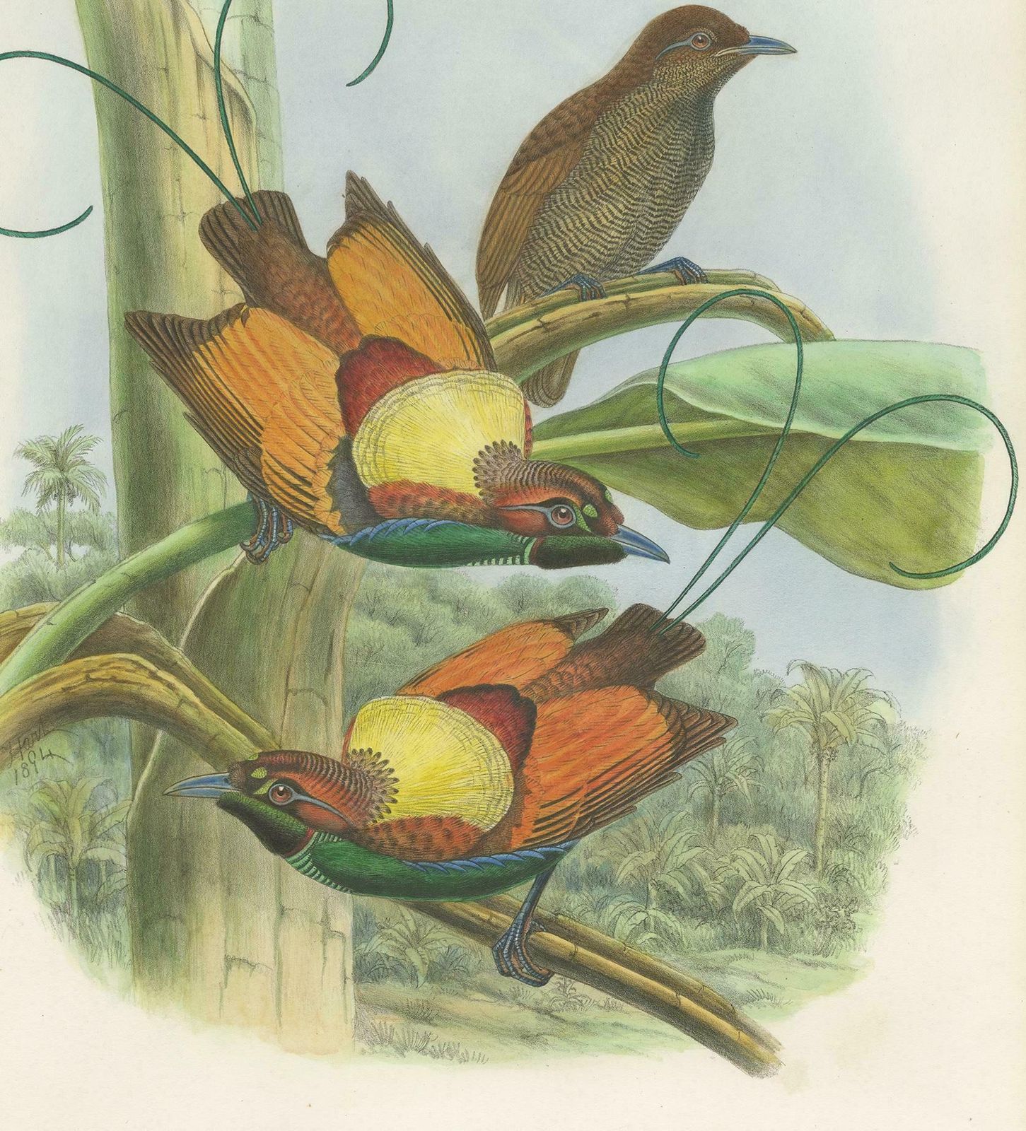 Antique Bird Print Of Hunstein's Bird Of Paradise By Gould, Circa 1850 photo Art