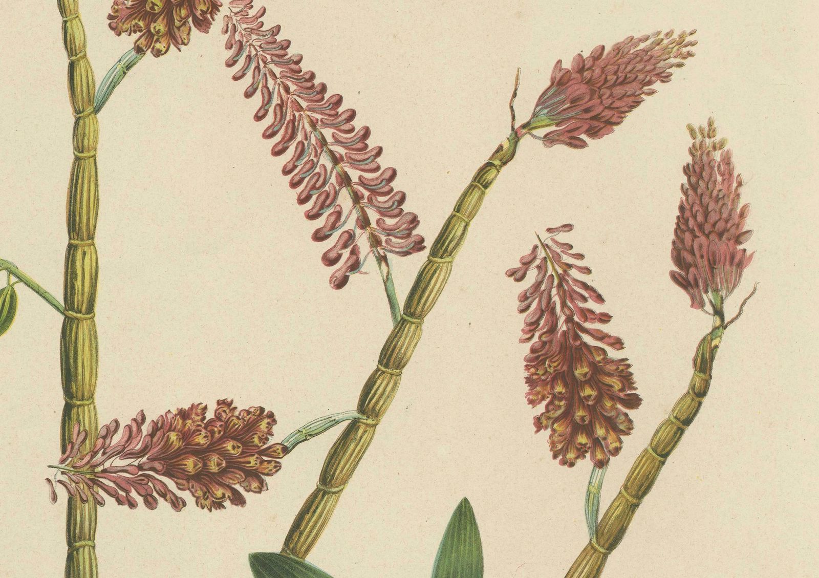 Orchid Splendor: Big Chromolithographic Legacy From The Dutch East Indies, 1854 photo furniture