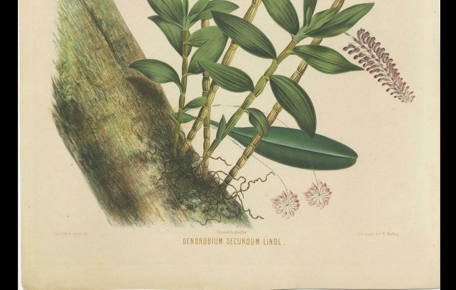 Orchid Splendor: Big Chromolithographic Legacy From The Dutch East Indies, 1854 photo Art