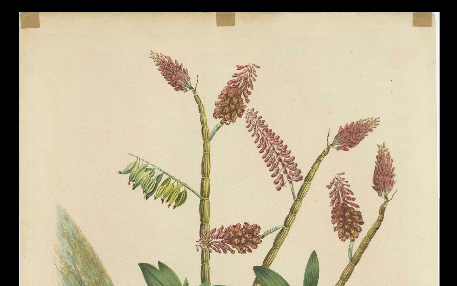Orchid Splendor: Big Chromolithographic Legacy From The Dutch East Indies, 1854 photo 1527.0
