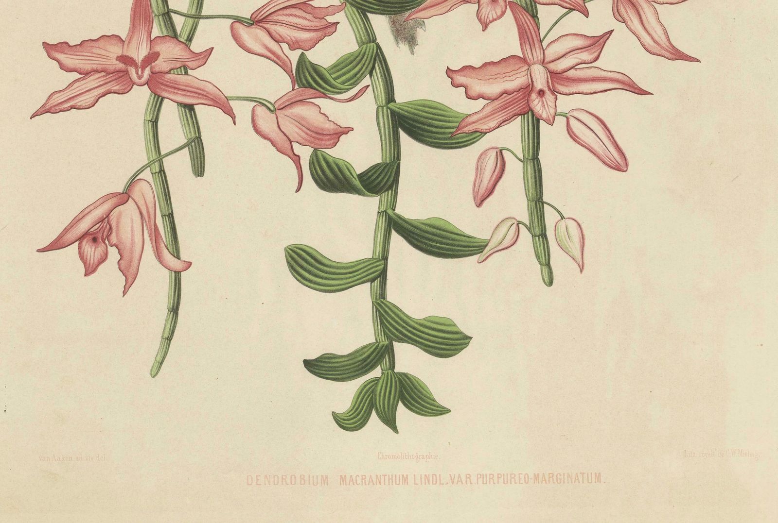 Orchid Elegance: Huge Exquisite Chromolithograph Of The Dutch Colonial Era, 1854 photo 1527.0