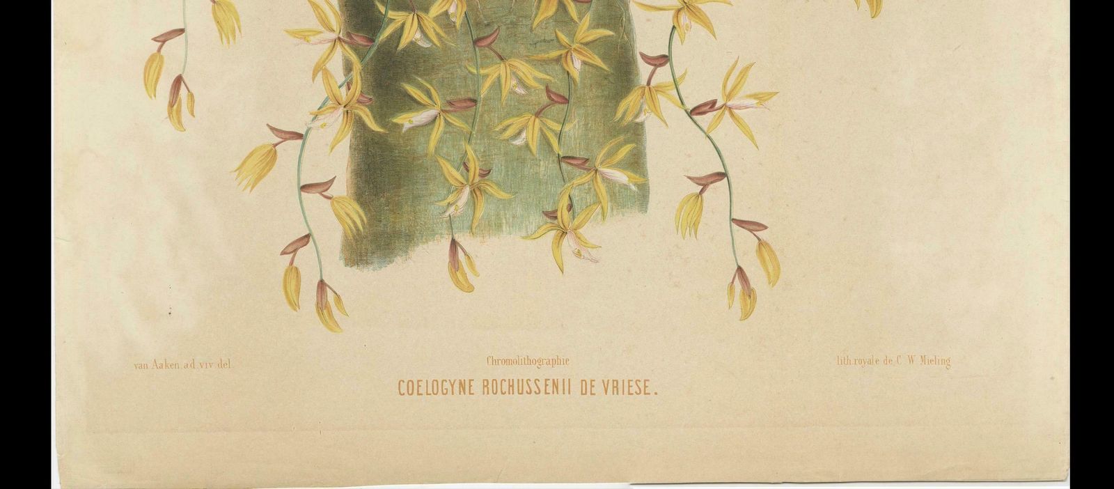 Large Orchid Illustrations Of The Dutch East Indies: A Botanical Heritage, 1854 photo for sale