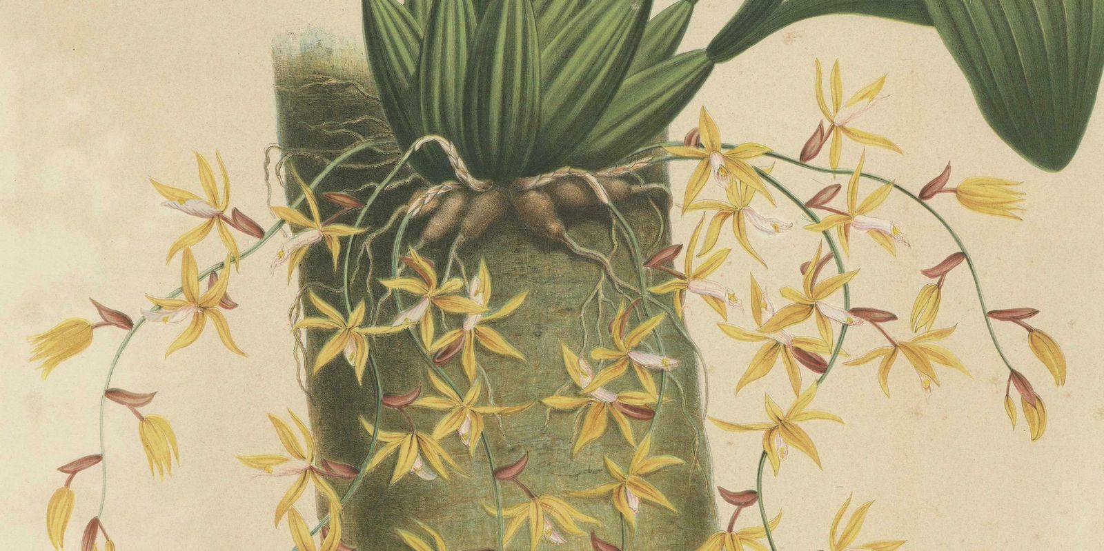 Large Orchid Illustrations Of The Dutch East Indies: A Botanical Heritage, 1854 photo 1527.0