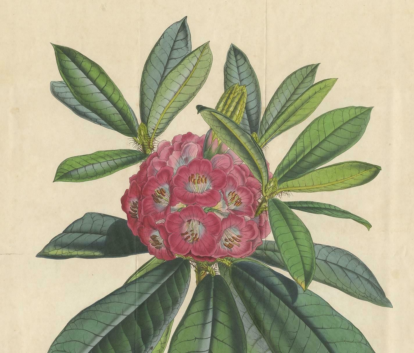 Antique Botany Print Of The Rhododendron Barbatum By Van Houtte, 1849 photo for sale