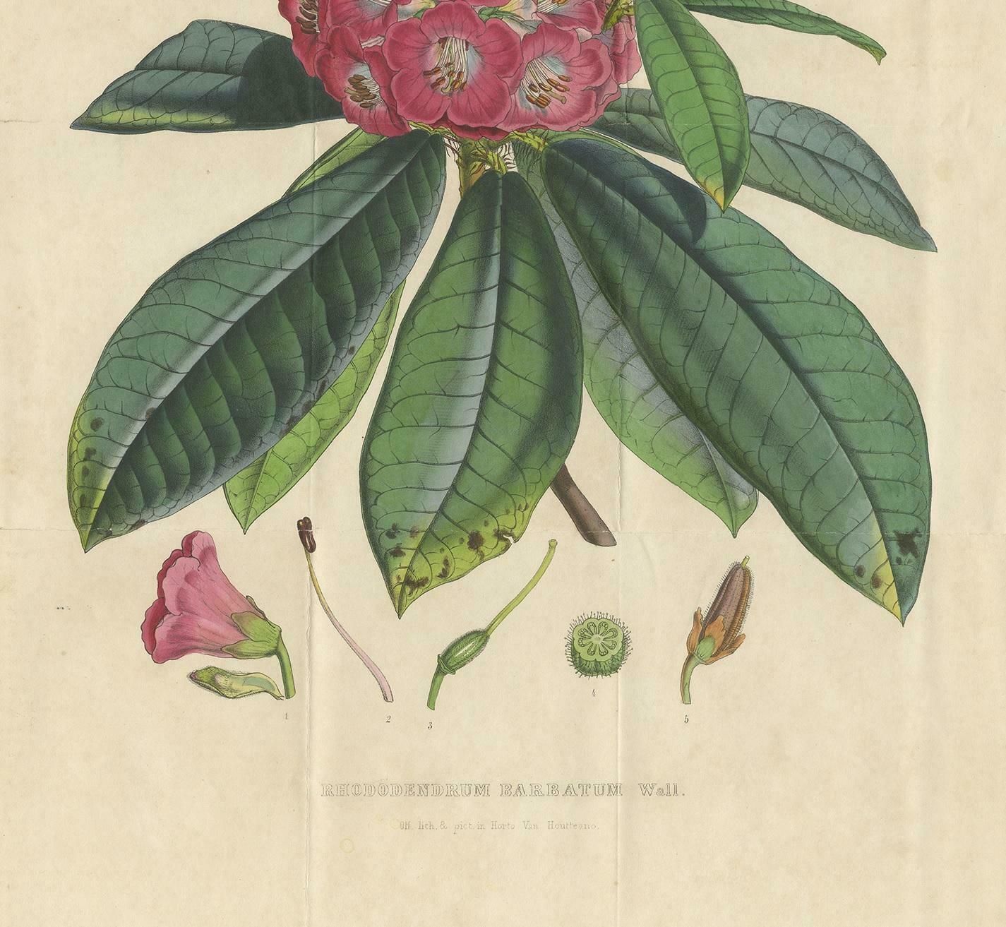 Antique Botany Print Of The Rhododendron Barbatum By Van Houtte, 1849 photo Art