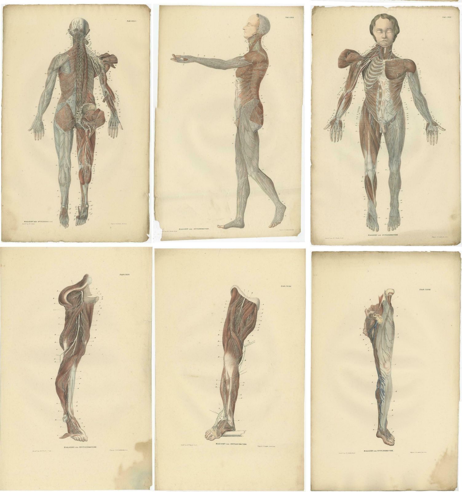 Set Of 23 Antique Anatomy Prints Of The Nervous System '1839' photo Art
