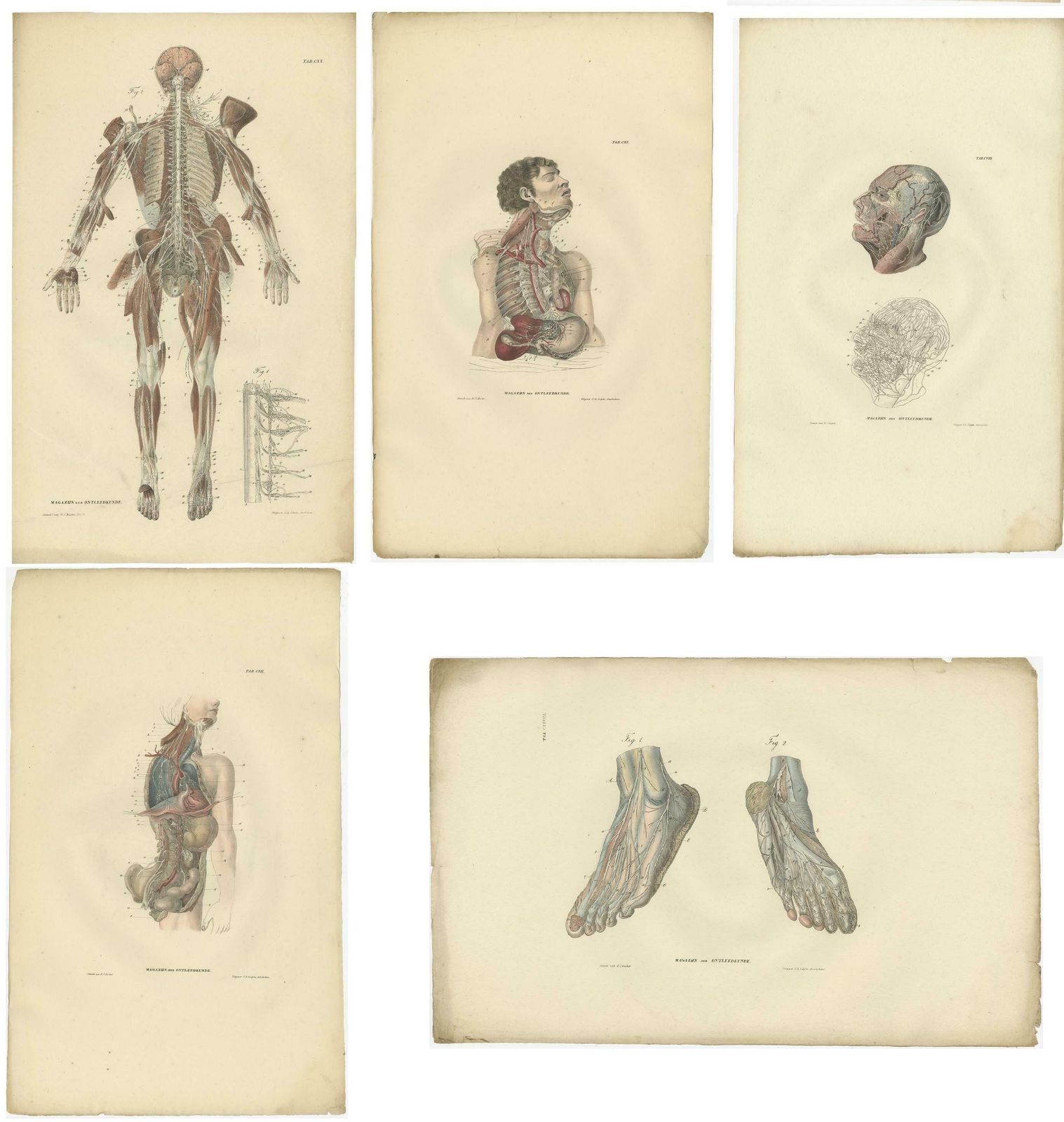 Set Of 23 Antique Anatomy Prints Of The Nervous System '1839' photo 2718.0
