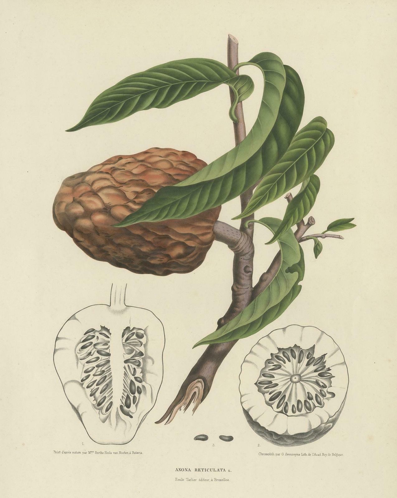 Antique Botany Print Of The Annona Reticulata By Van Nooten, Circa 1875 photo furniture