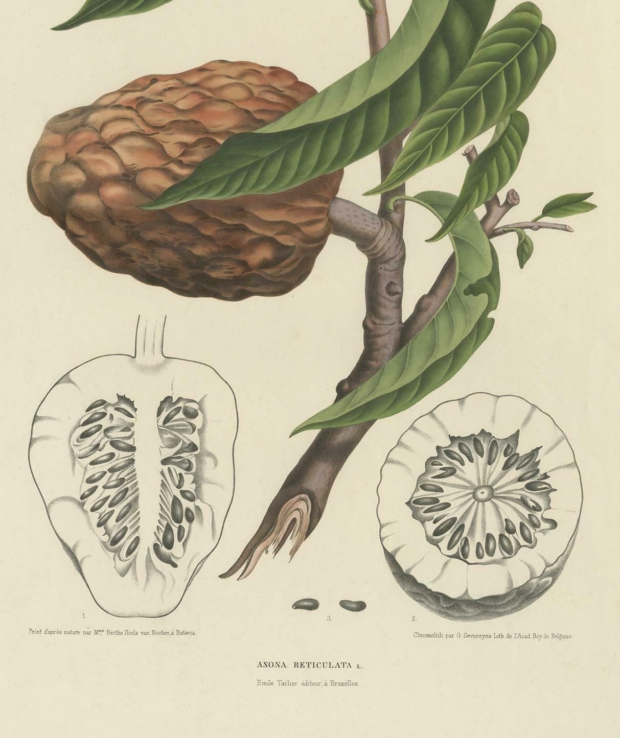 Antique Botany Print Of The Annona Reticulata By Van Nooten, Circa 1875 photo Art