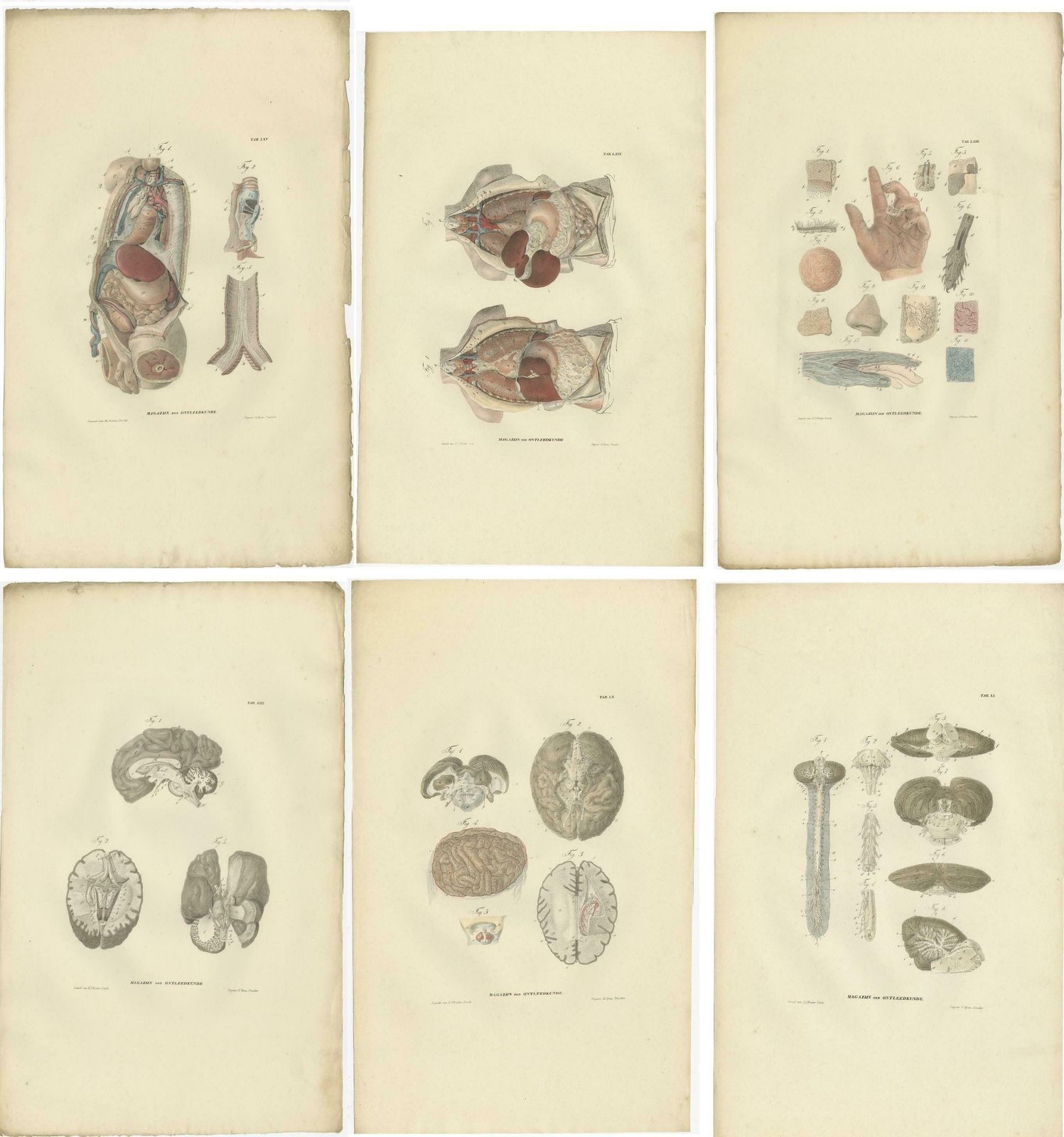 Set Of 27 Antique Anatomy Prints Of Splanchnology, 1839 photo Art