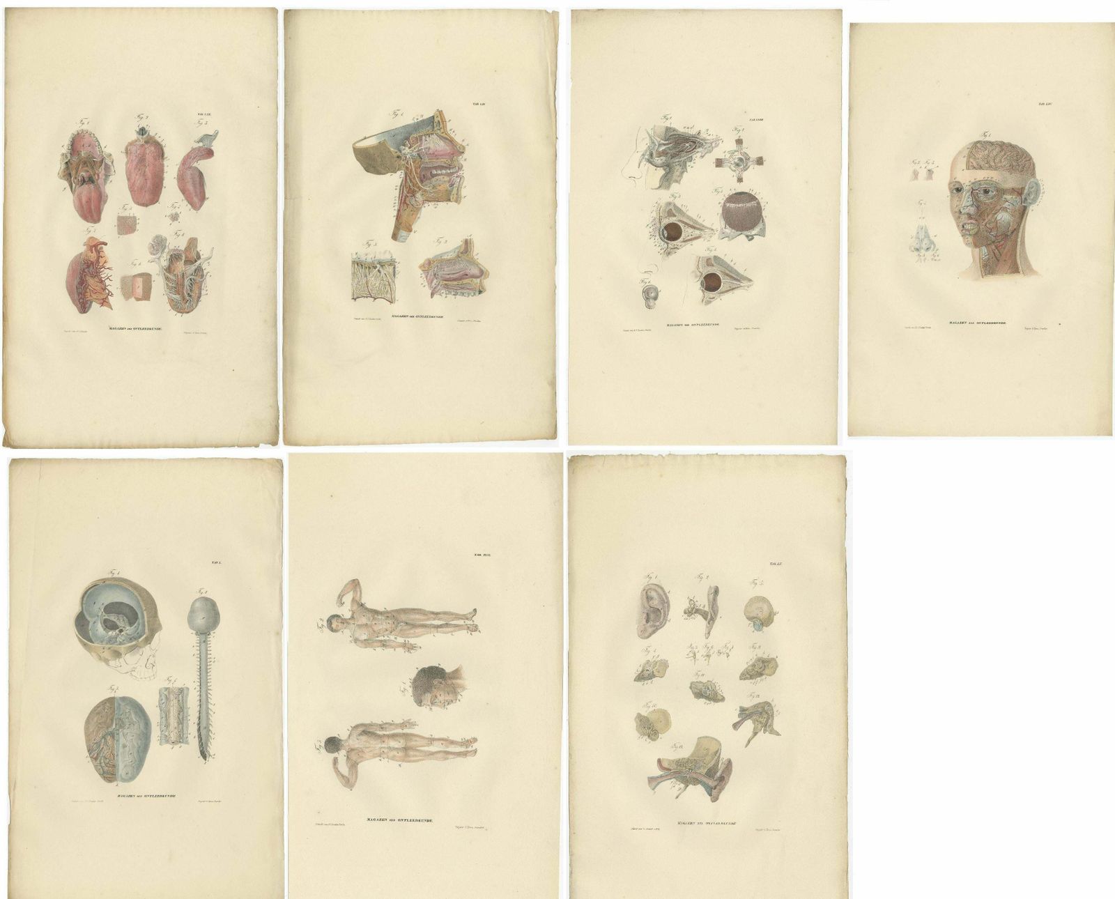 Set Of 27 Antique Anatomy Prints Of Splanchnology, 1839 photo 3268.0