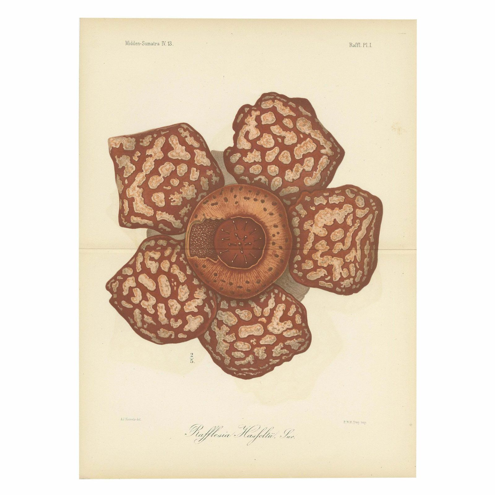 Antique Botany Print Of The Rafflesia Hasseltii By Brill, '1884'