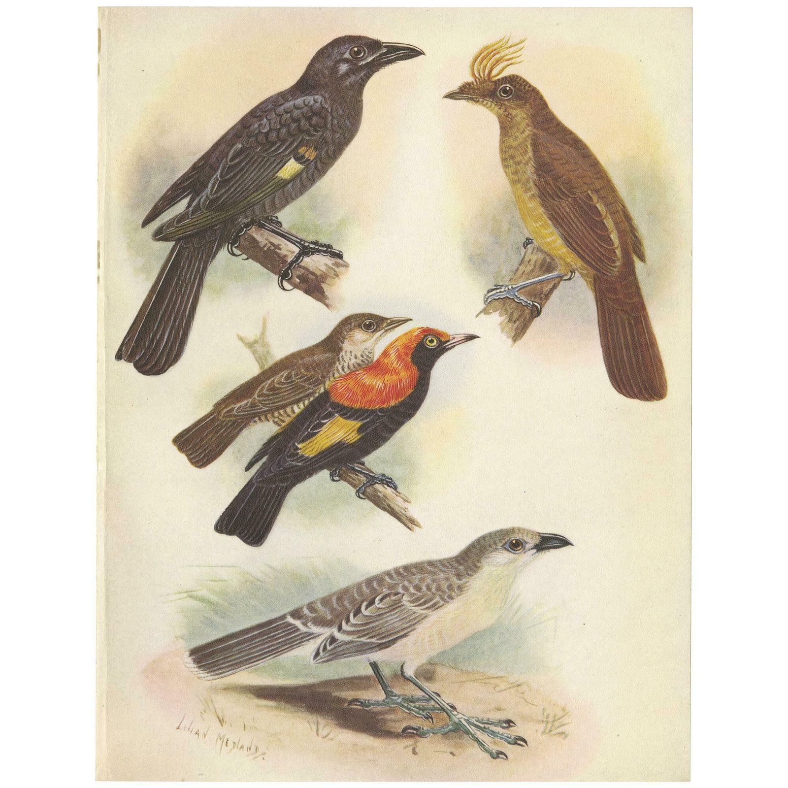 Antique Print Of The Archbold's Bower Bird, Crested Golden Bird And Other, 1950
