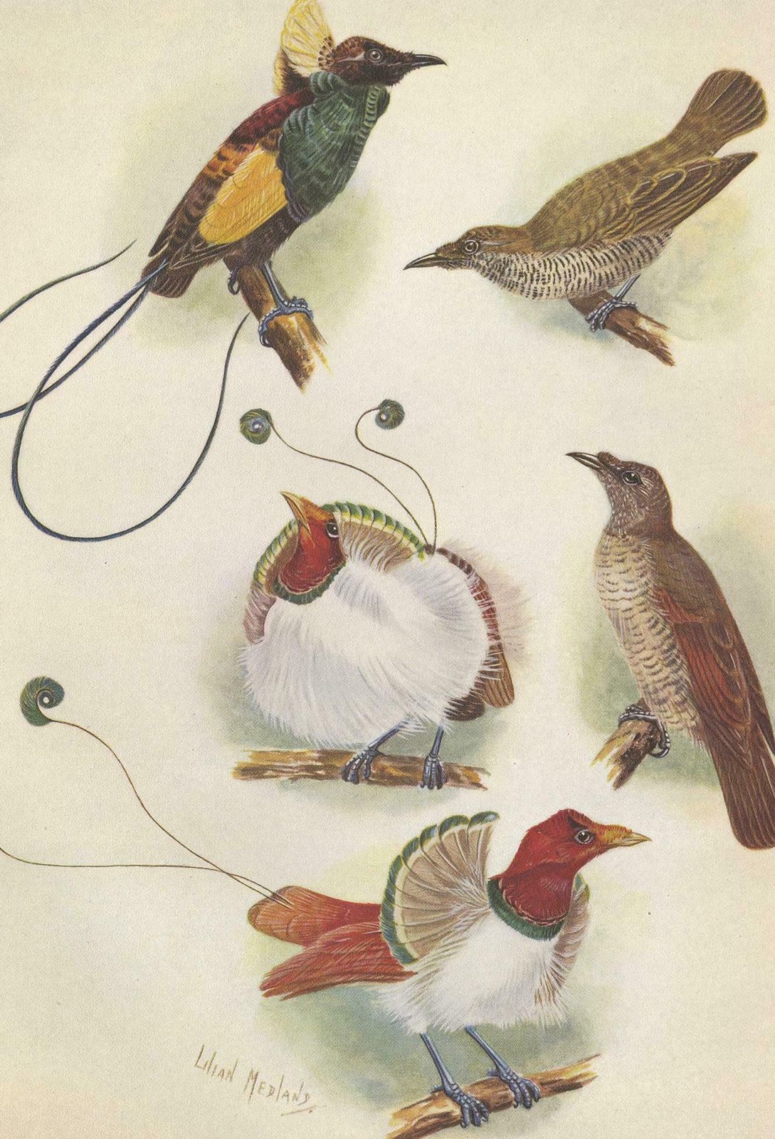 Antique Print Of The Magnificent Bird Of Paradise And The King Bird Of Paradise photo Art