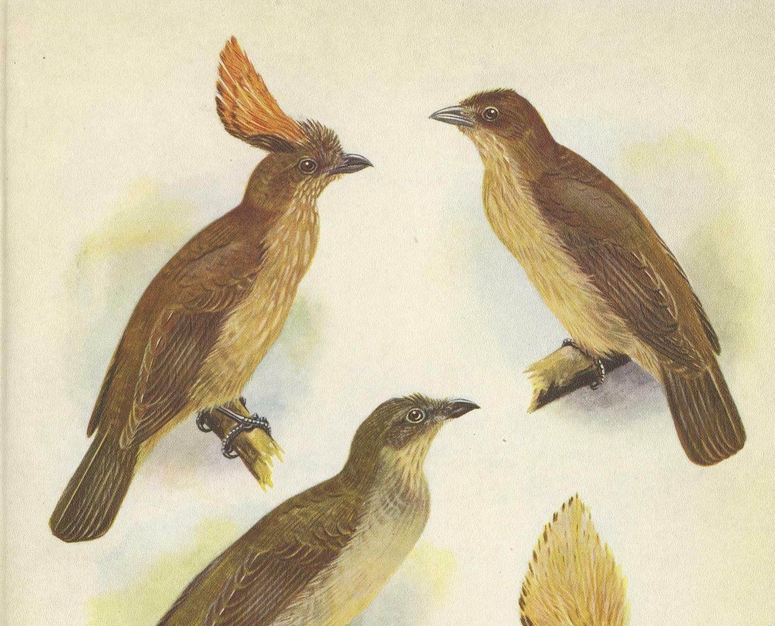 Antique Print Of The Orange Crested Gardener Bird & The Crested Gardener '1950' photo furniture
