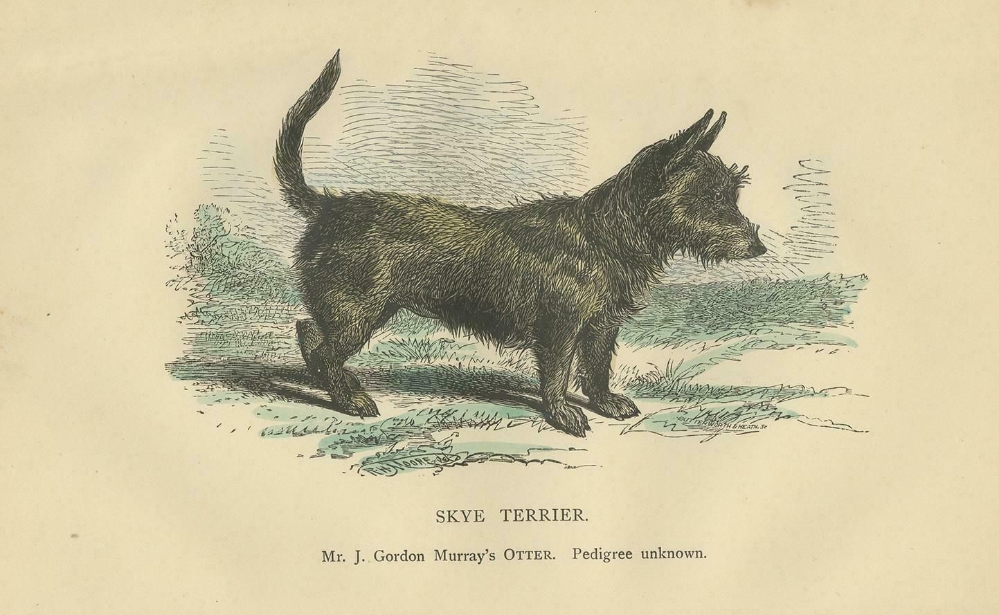 Antique Dog Print Of A Skyre Terrier, Circa 1890 photo for sale