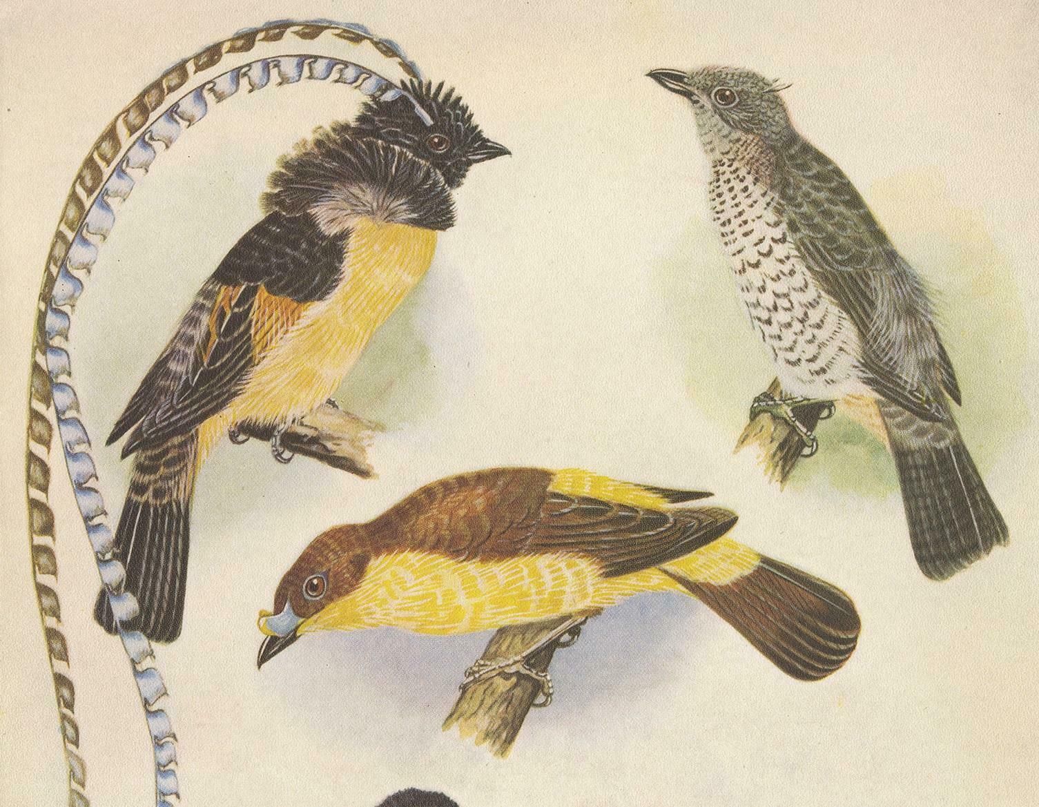 Antique Print Of The Enameled Bird, Shield Bill & Loria's Bird, 1950 photo furniture