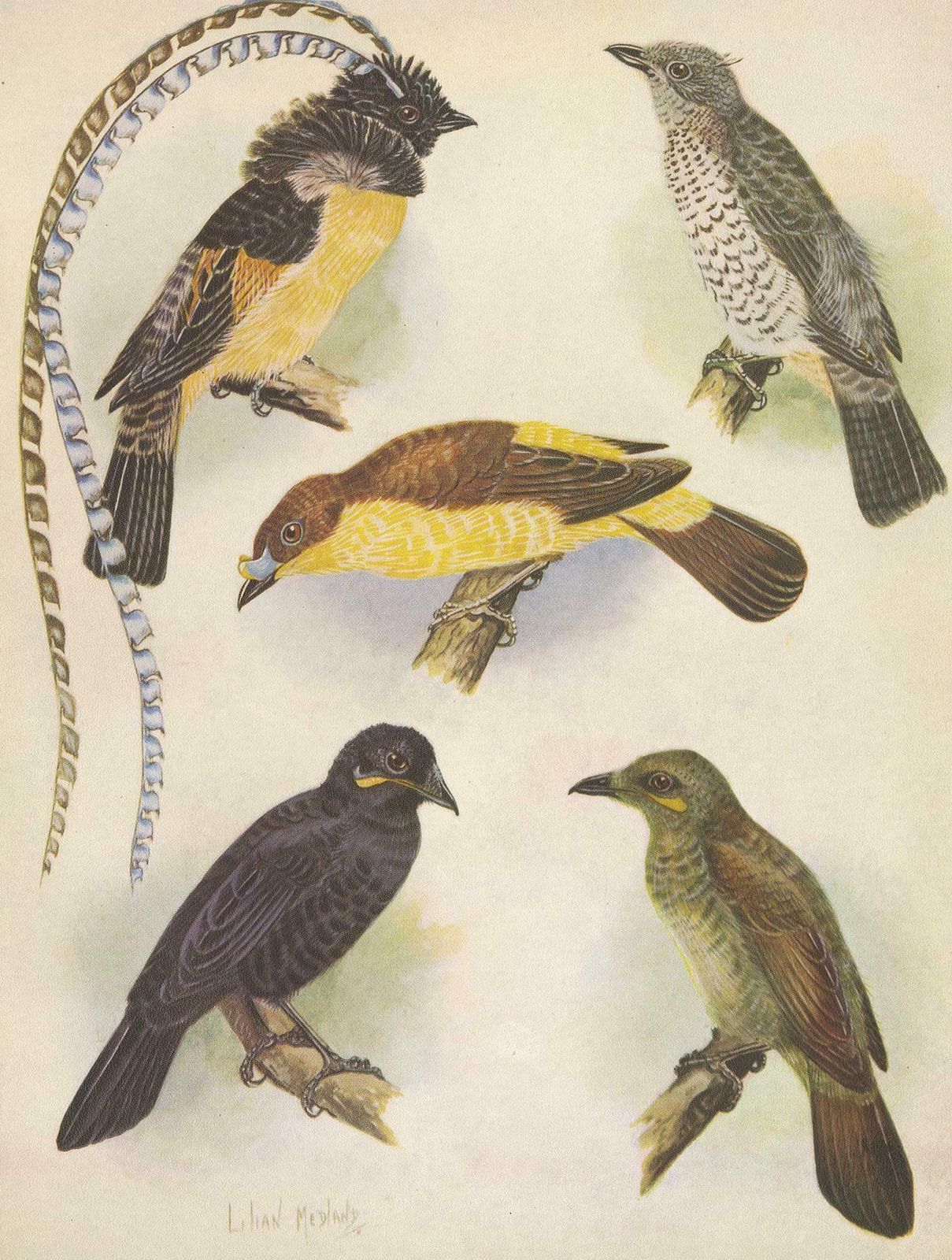 Antique Print Of The Enameled Bird, Shield Bill & Loria's Bird, 1950 photo Art