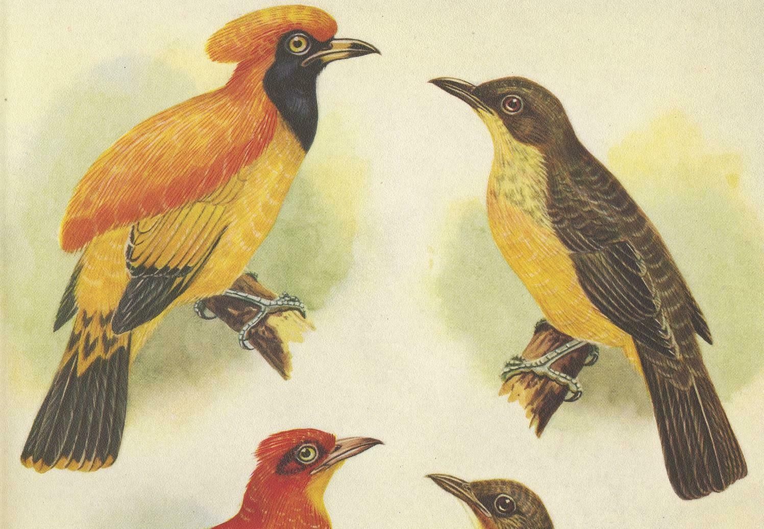 Antique Print Of The Golden Bird And The Yellow Throated Golden Bird, 1950 photo furniture