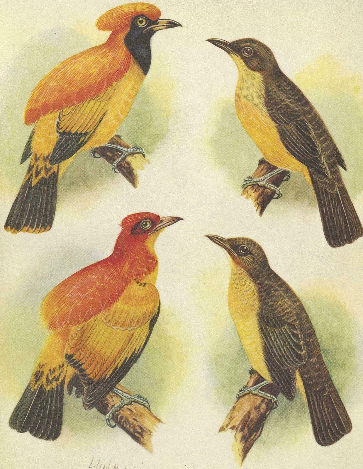 Antique Print Of The Golden Bird And The Yellow Throated Golden Bird, 1950 photo Art