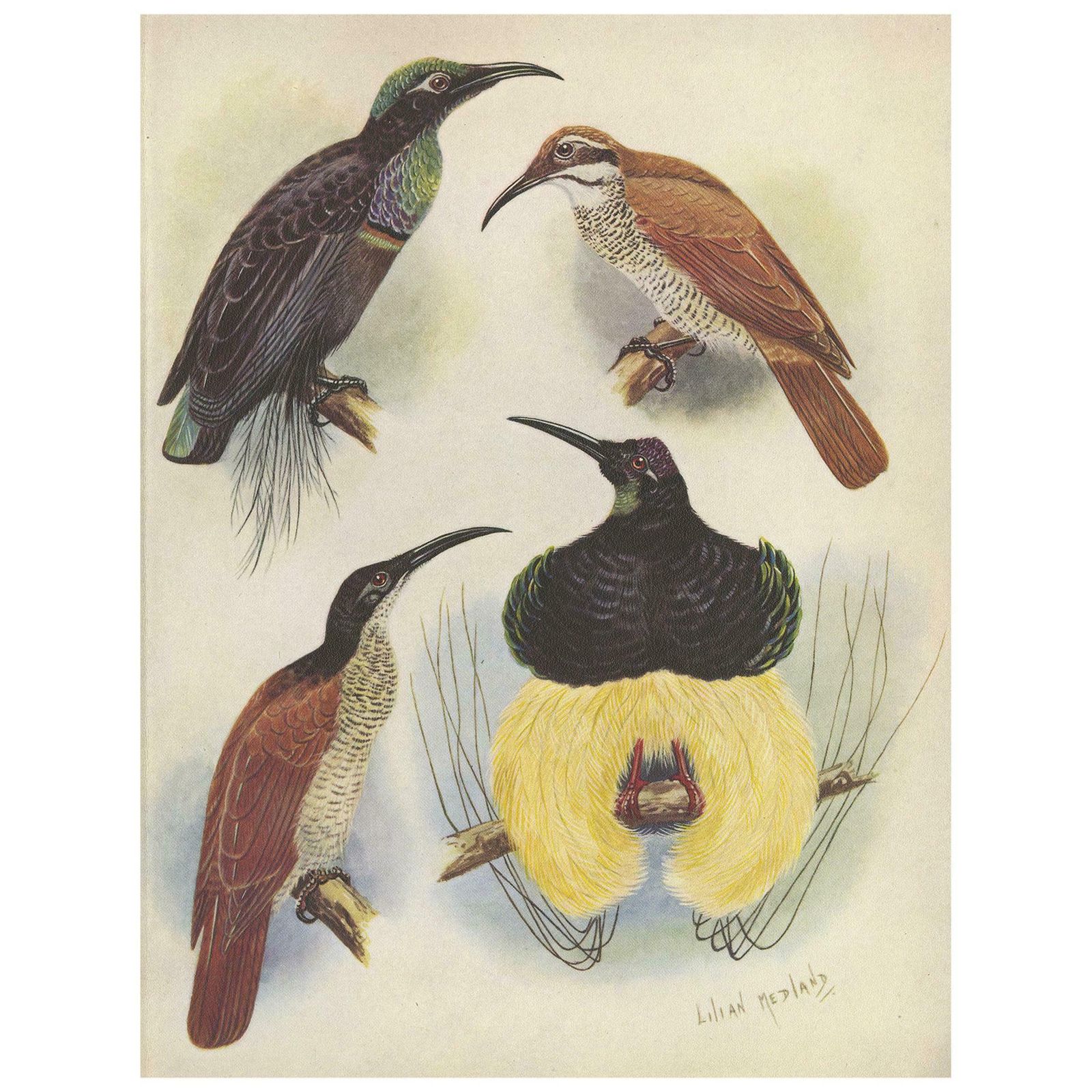 Antique Print Of The Magnificent Rifle Bird & The Twelve Wired Bird Of Paradise