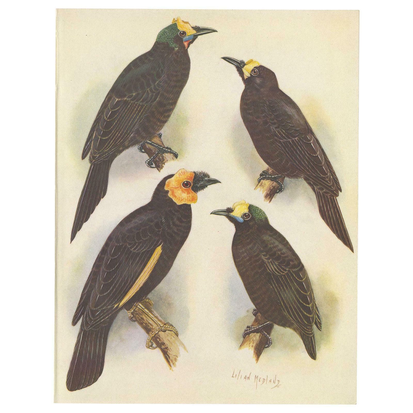 Antique Print Of The Wattled Bird Of Paradise And Others, 1950