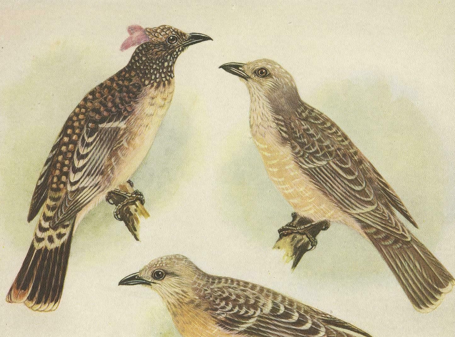 Antique Print Of The Spotted Bower Bird And Fawn Breasted Bower Bird, 1950 photo furniture