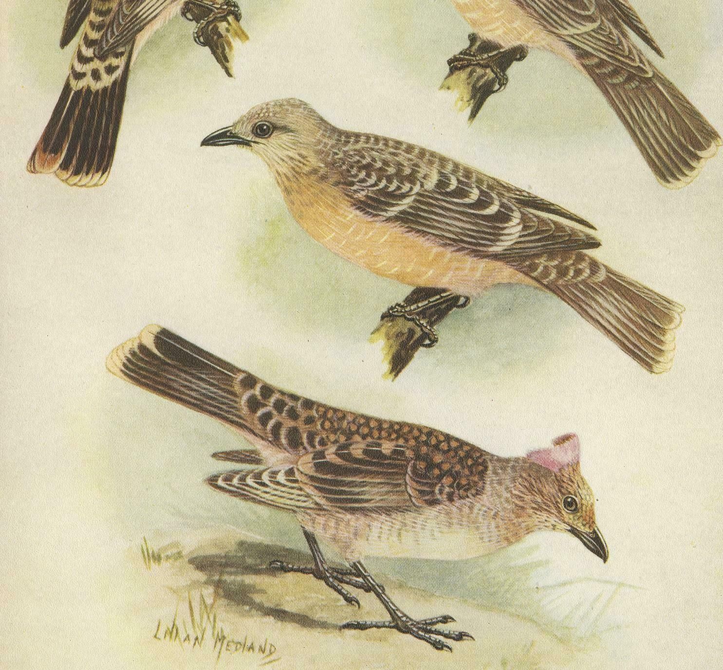 Antique Print Of The Spotted Bower Bird And Fawn Breasted Bower Bird, 1950 photo for sale