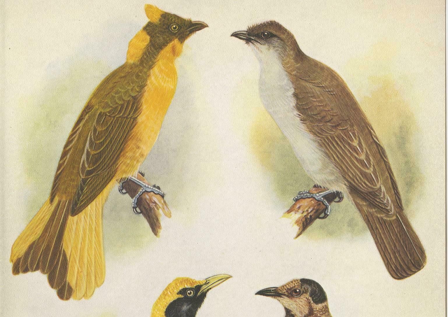 Antique Print Of The Newton's Bower Bird & The Regent Bird, 1950 photo furniture