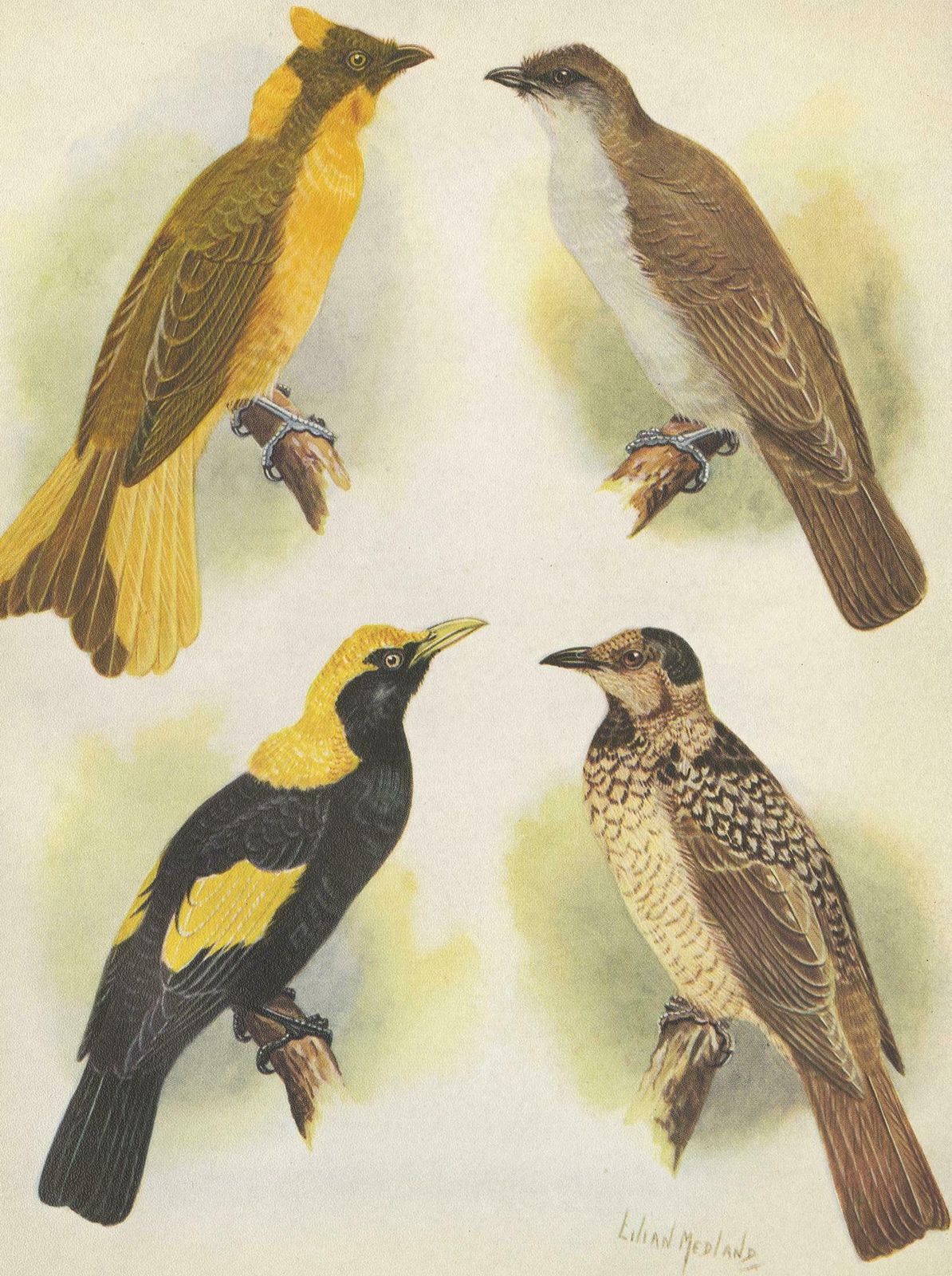 Antique Print Of The Newton's Bower Bird & The Regent Bird, 1950 photo Art