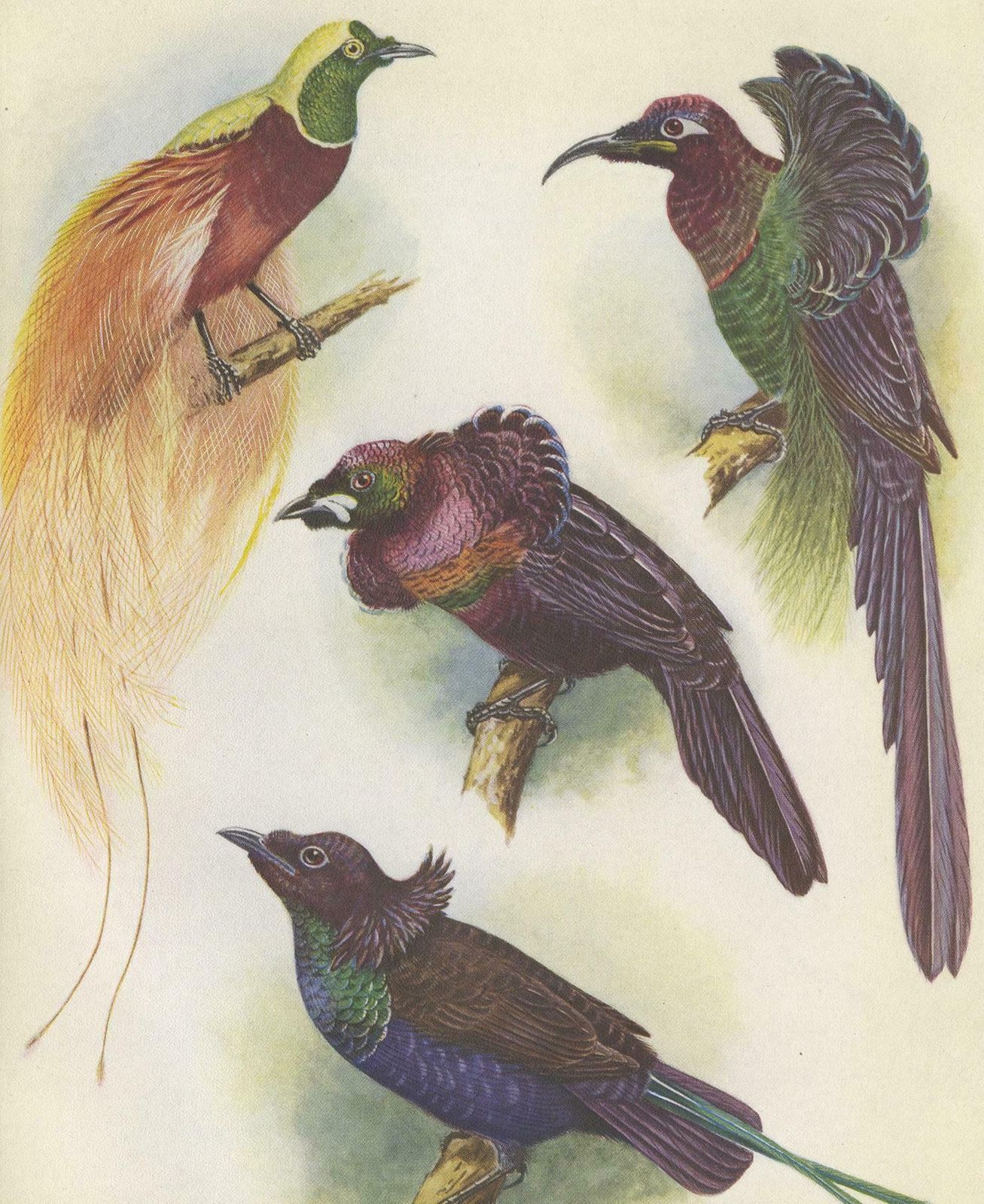 Antique Print Of The Mrs Reichenow's Bird Of Paradise And Others, 1950 photo Art