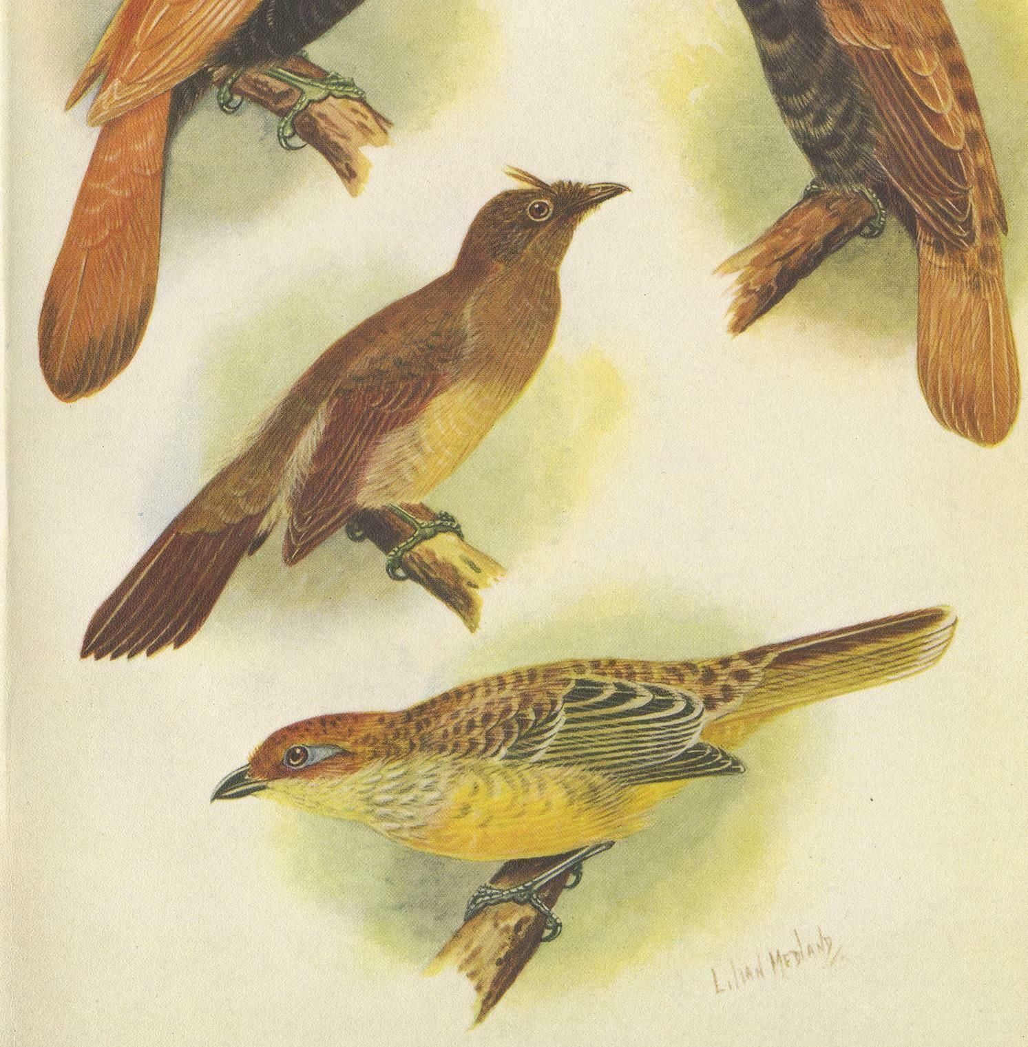 Antique Print Of Various Crested Golden Bird & Lauterbachs Bower Bird, 1950 photo for sale