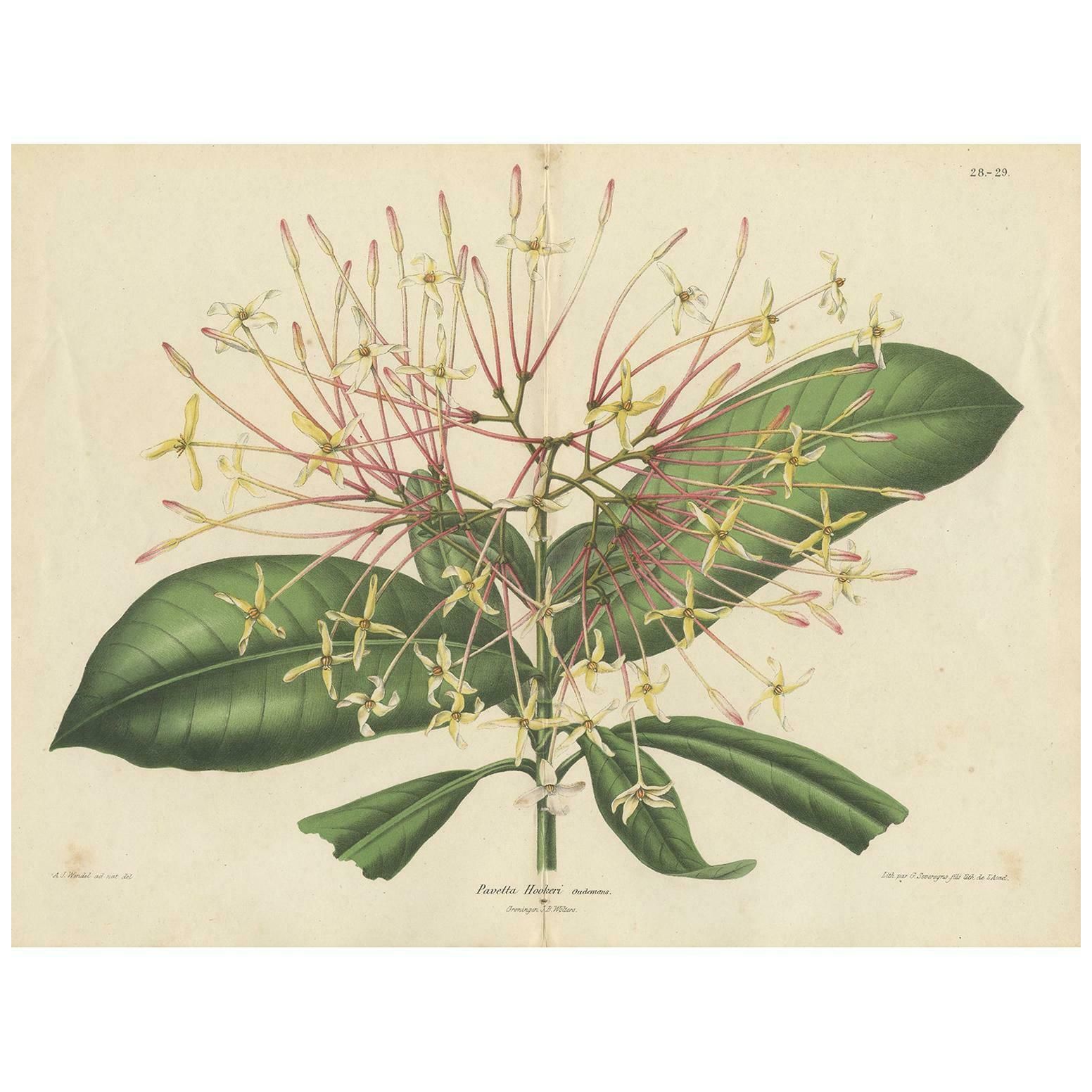 Antique Botany Print Of The Ixora Hookeri Plant By Oudemans, Circa 1865