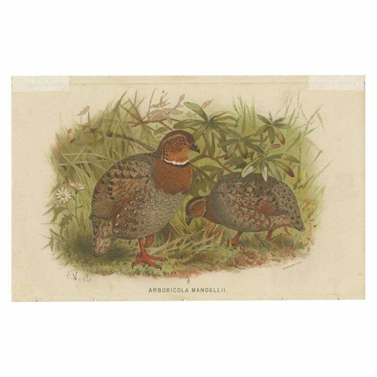 Antique Bird Print Of The Bhutan Hill Partridge By Hume & Marshall, 1879