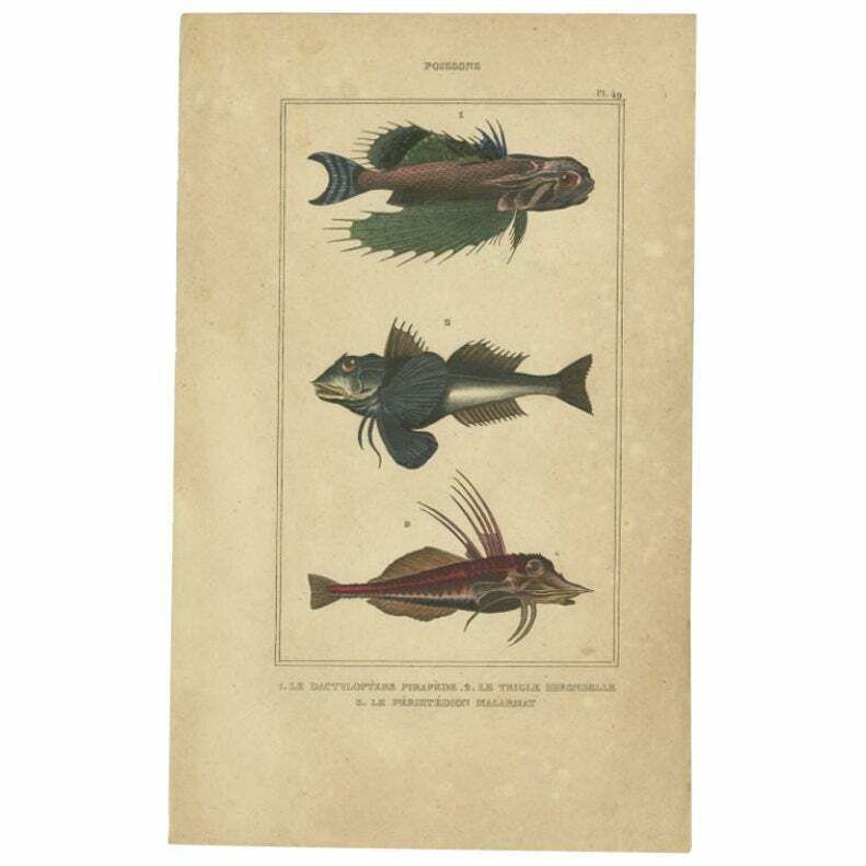 Antique Print Of The Tubfish And Other Fish Species, 1844