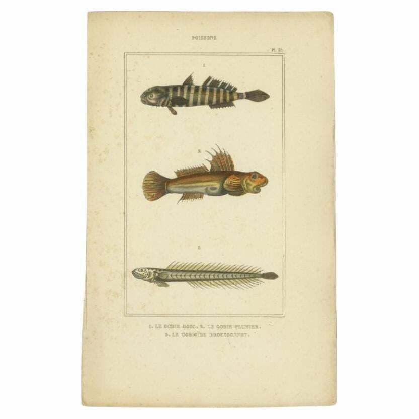 Antique Print Of The Naked Goby And Other Fish Species, 1844