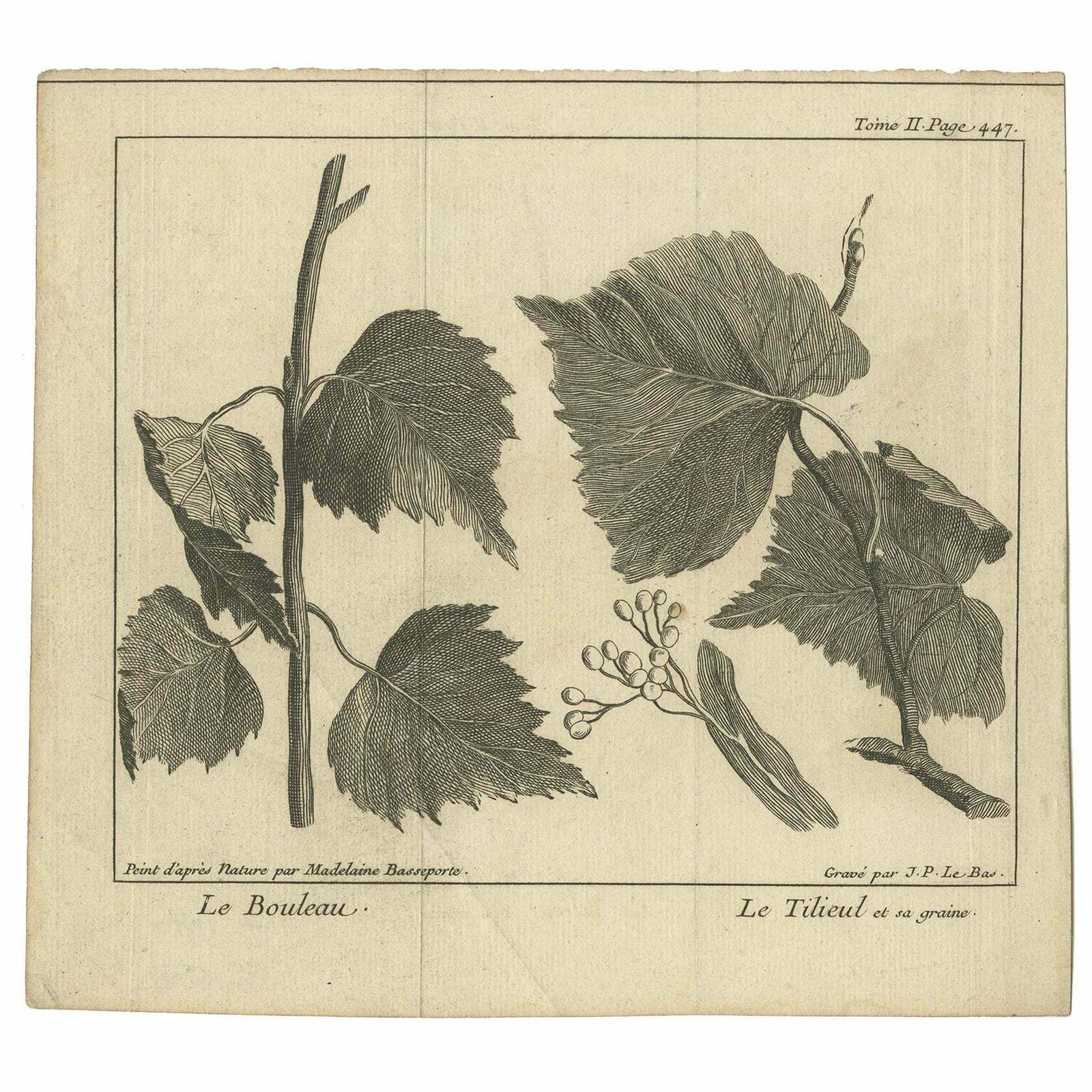 Antique Botany Print Of A Birch And Lime Tree By Le Bas, 1752
